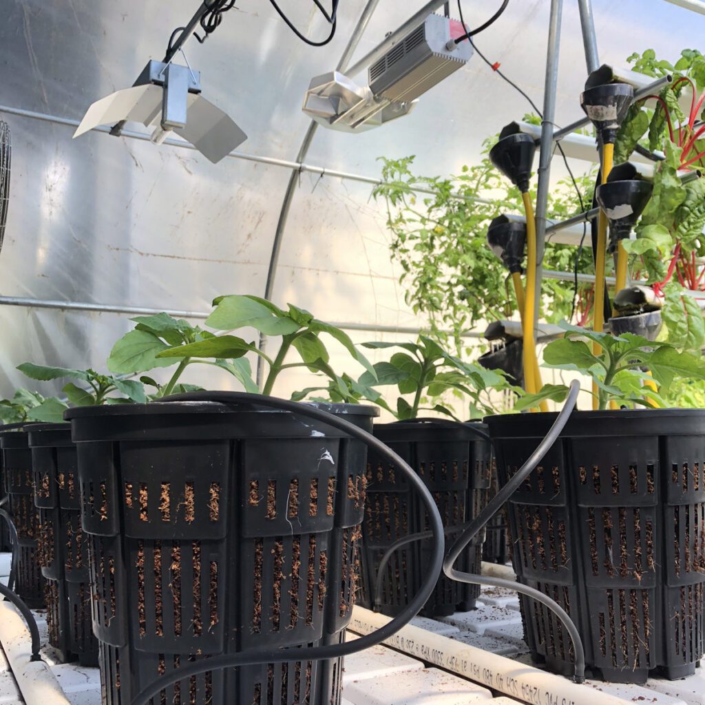 hydroponic greenhouse food crops