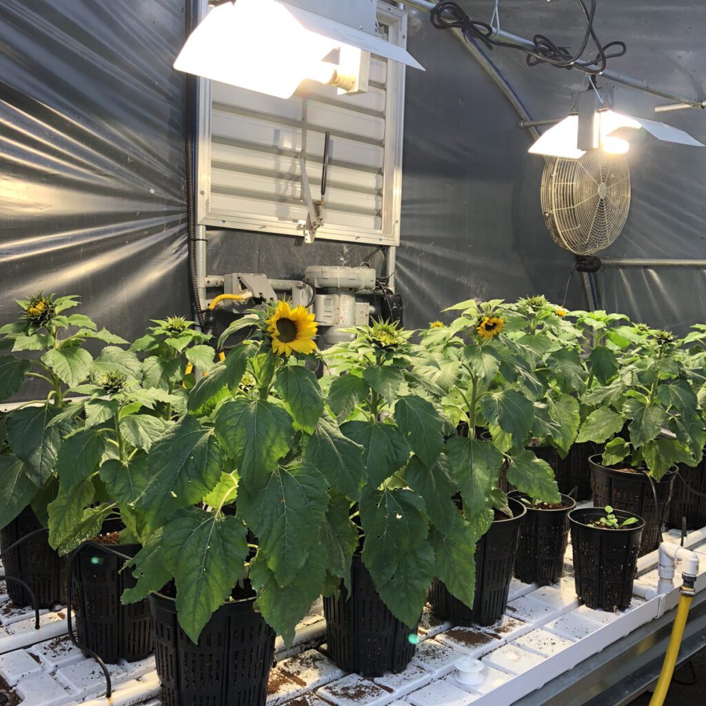 hydroponic flowers grow lights