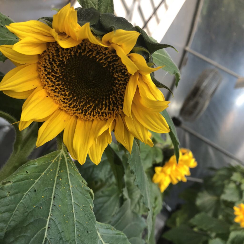 hydroponic-sunflower-mature