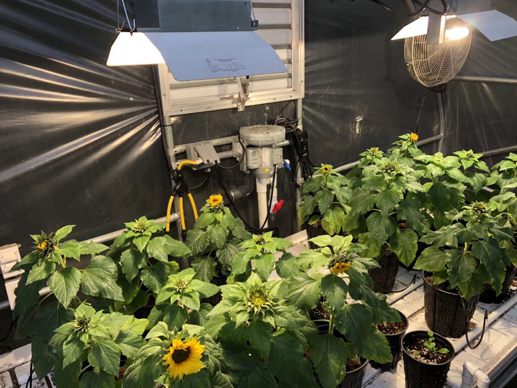 hydroponic sunflowers