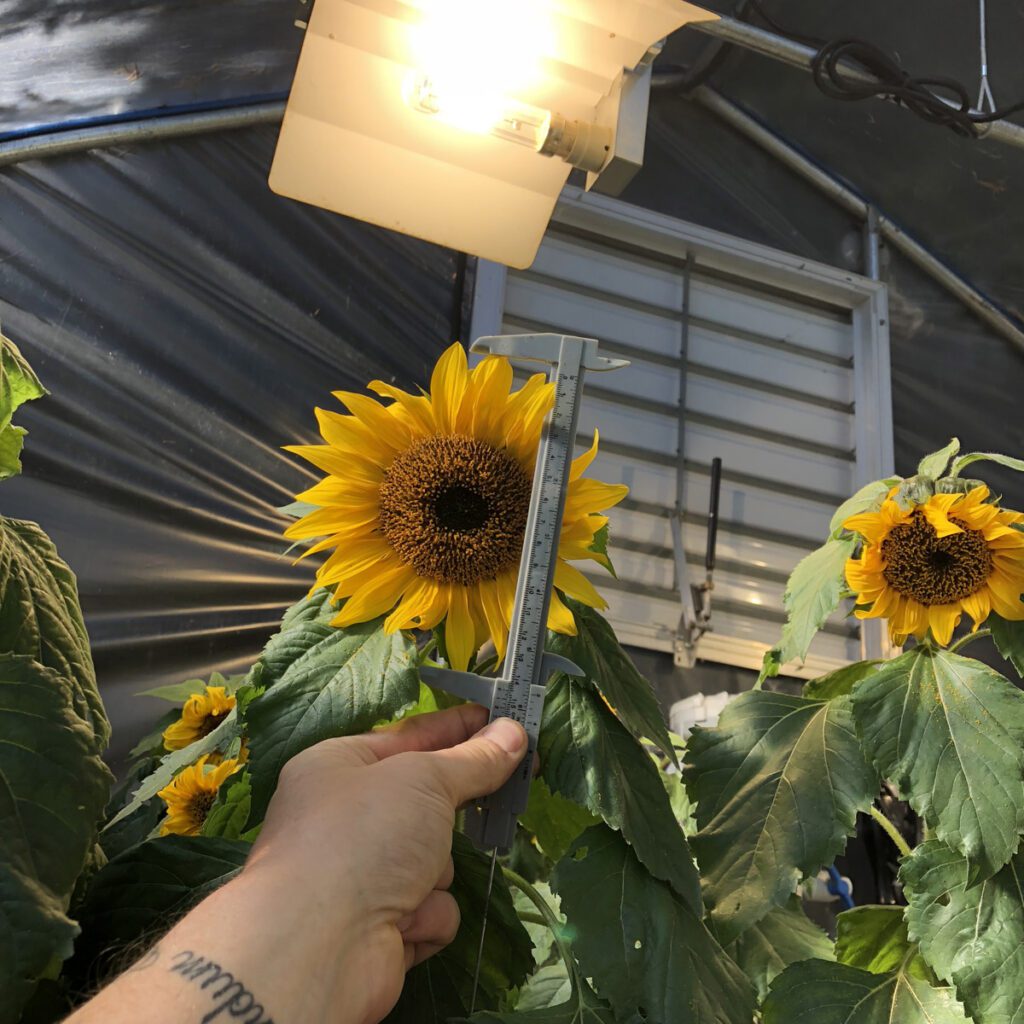 hydroponic-sunflowers-testing