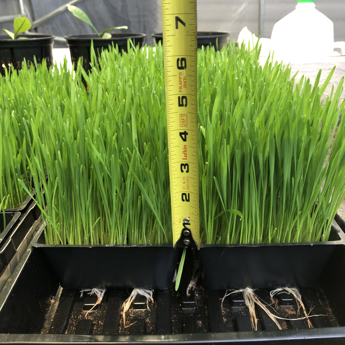 How is Wheat Grass Harvested 
