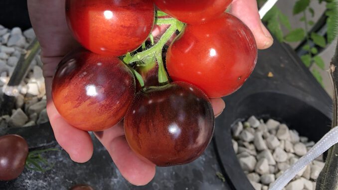 Harvesting and Storing Hydroponic Tomatoes for Optimal Flavor and Shelf Life