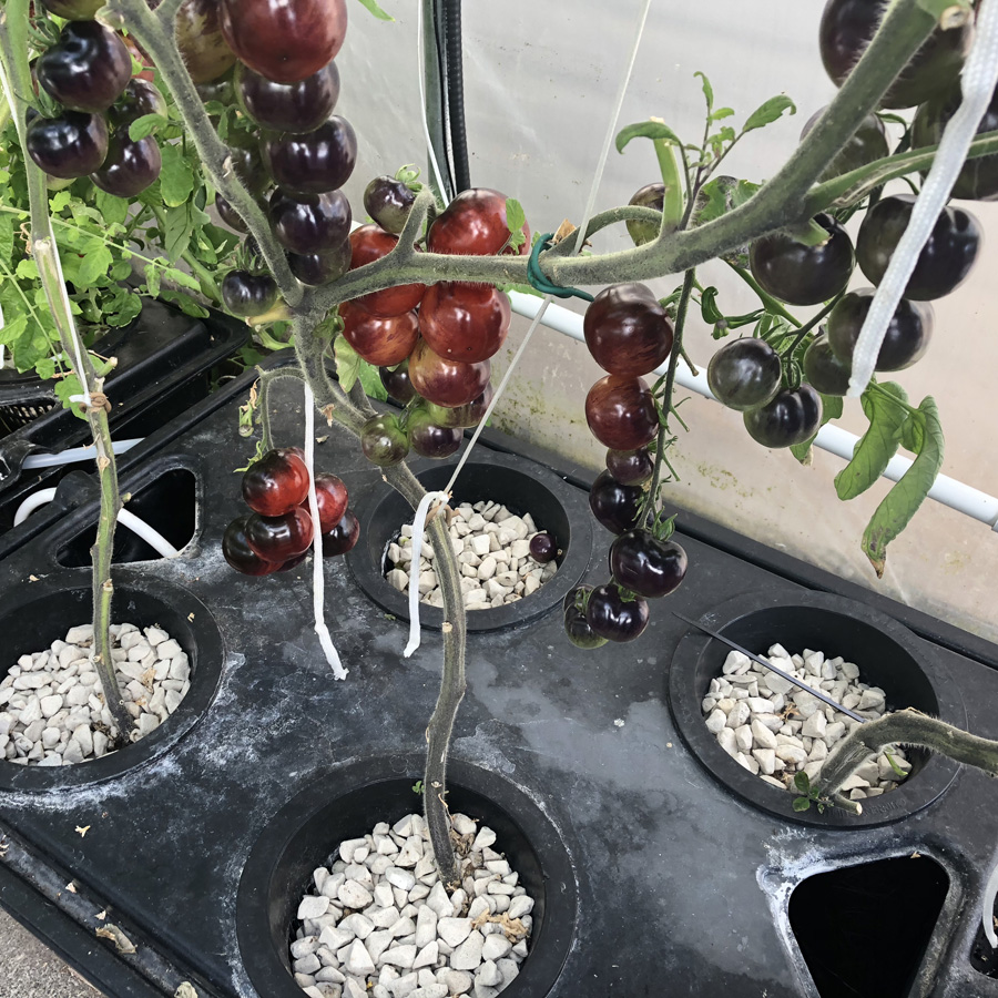 healthy hydroponic tomatoes