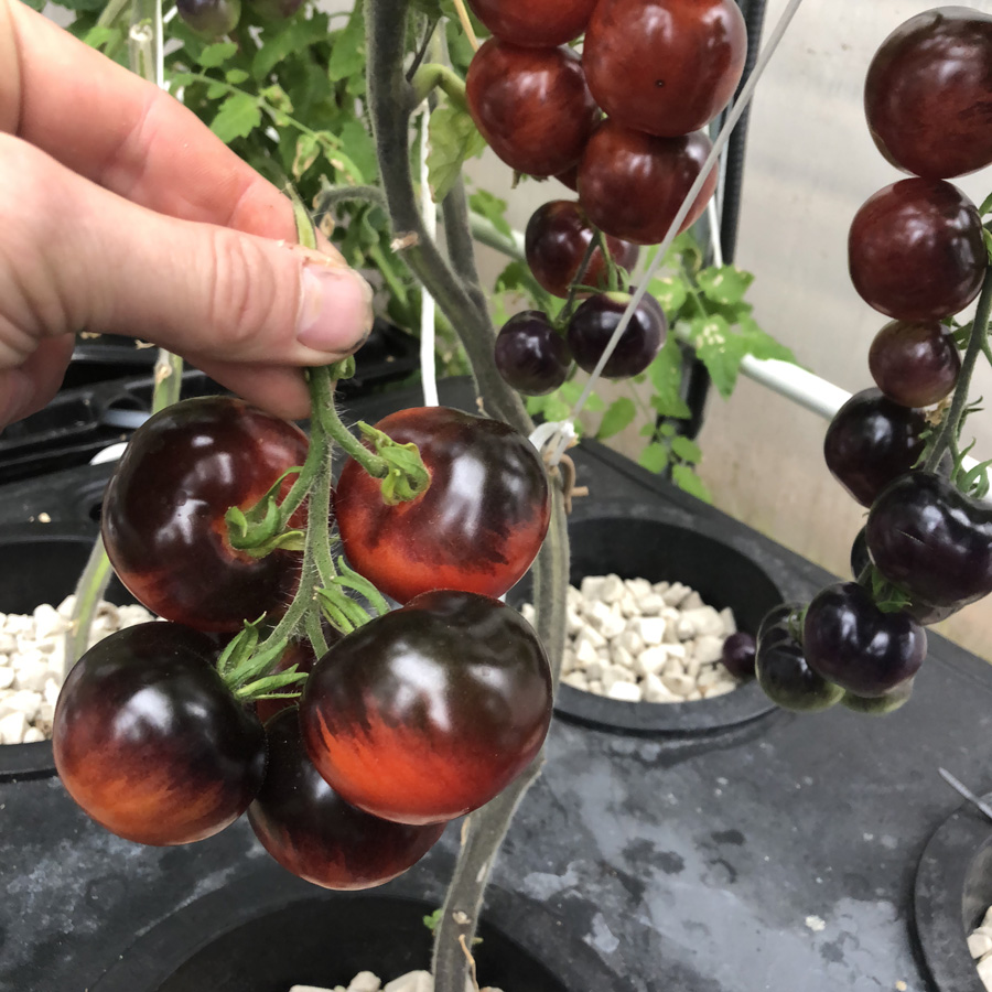 picking indigo rose hydroponic tomatoes