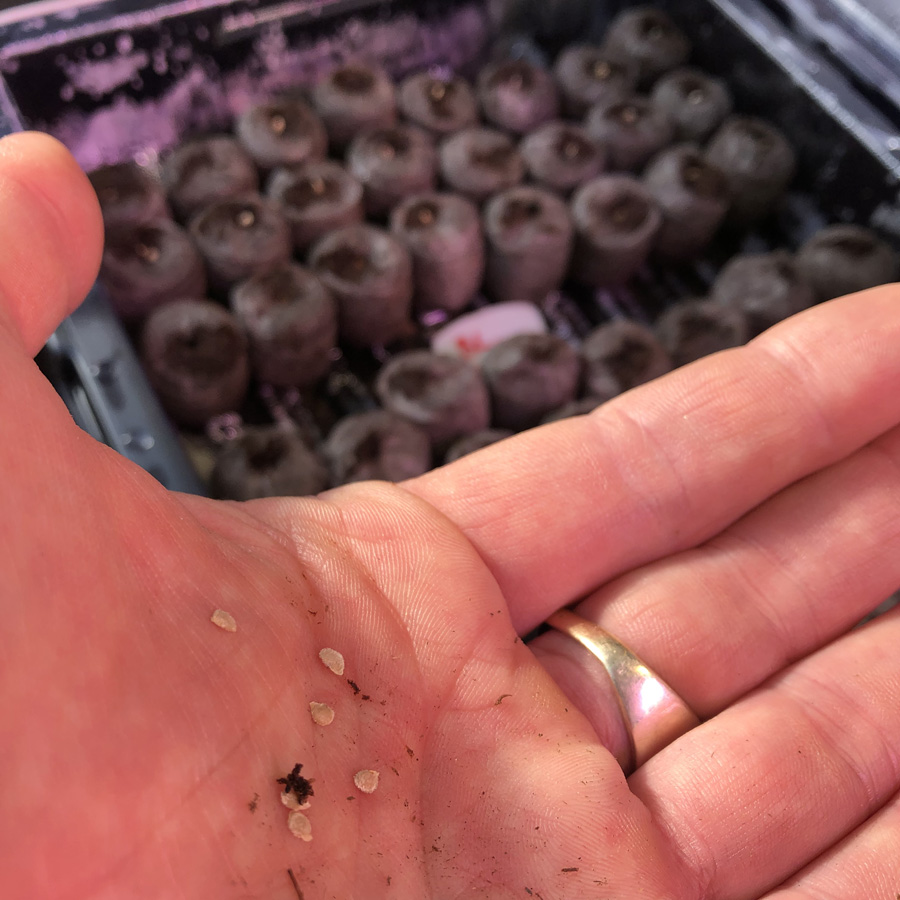 sowing seeds growing transplants