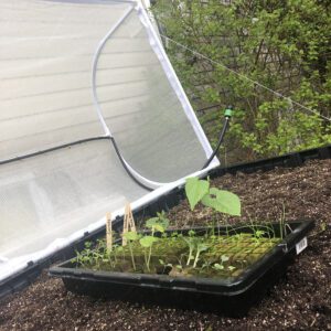 garden transplants vegepod