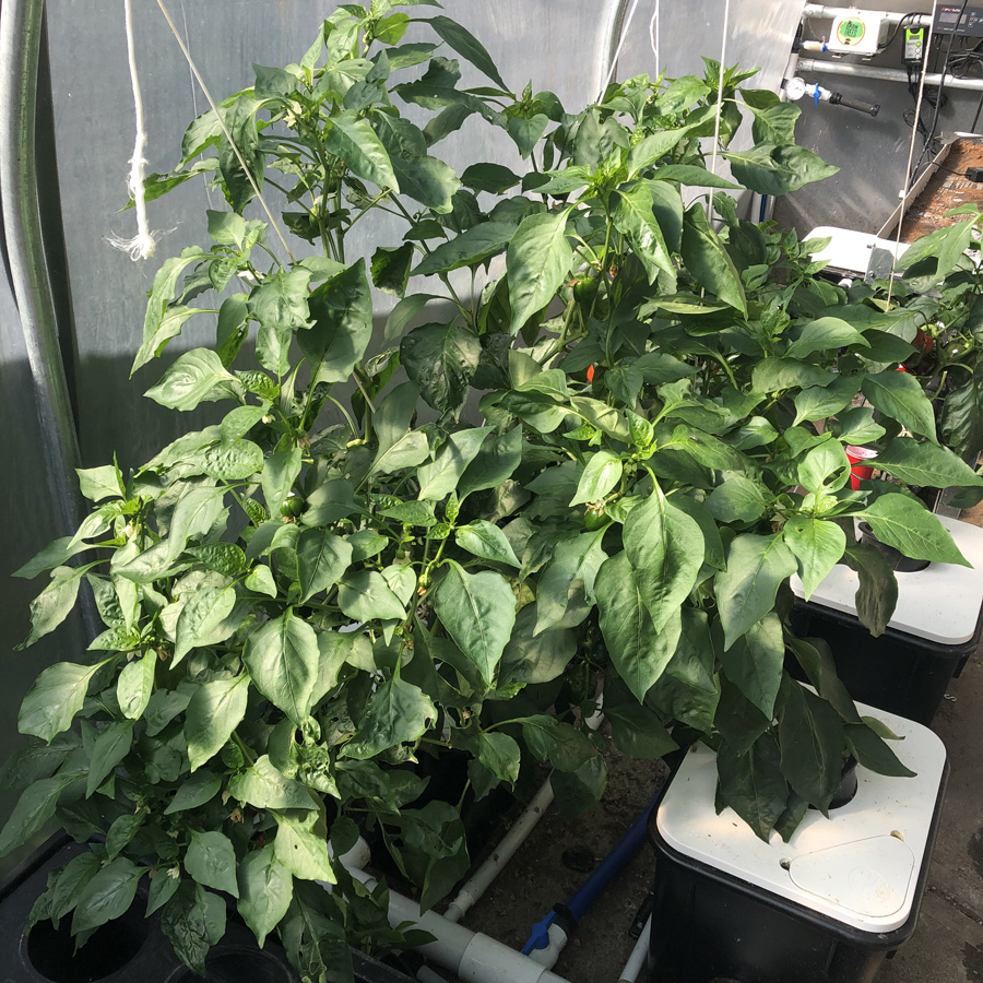 hydroponic pepper plants