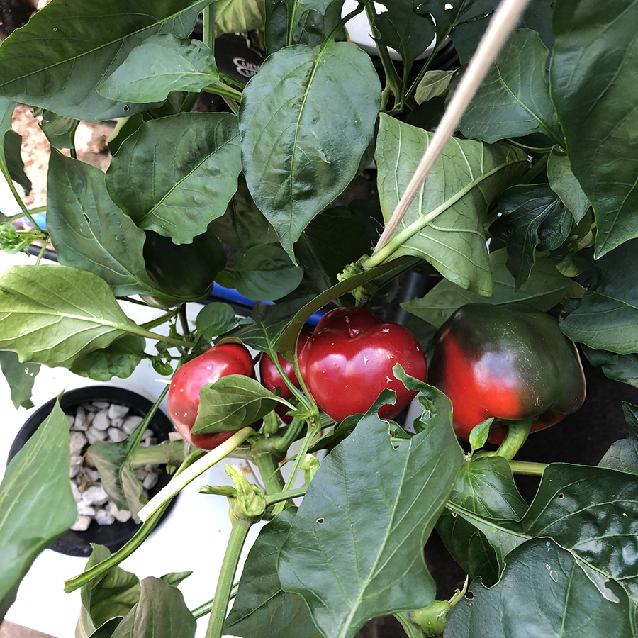 rdwc hydroponic red peppers