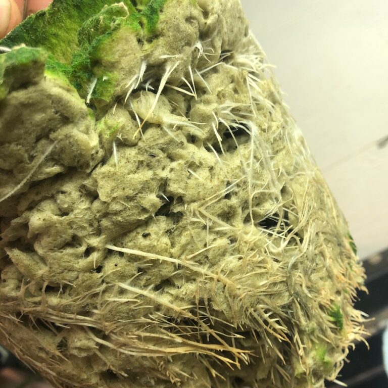 Rockwool Grow Tips GROZINE