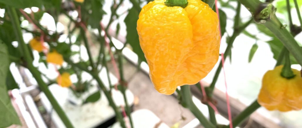 growing hydroponic hot peppers