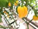 growing hydroponic hot peppers