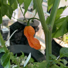 Hydroponic Hot Peppers Part Two