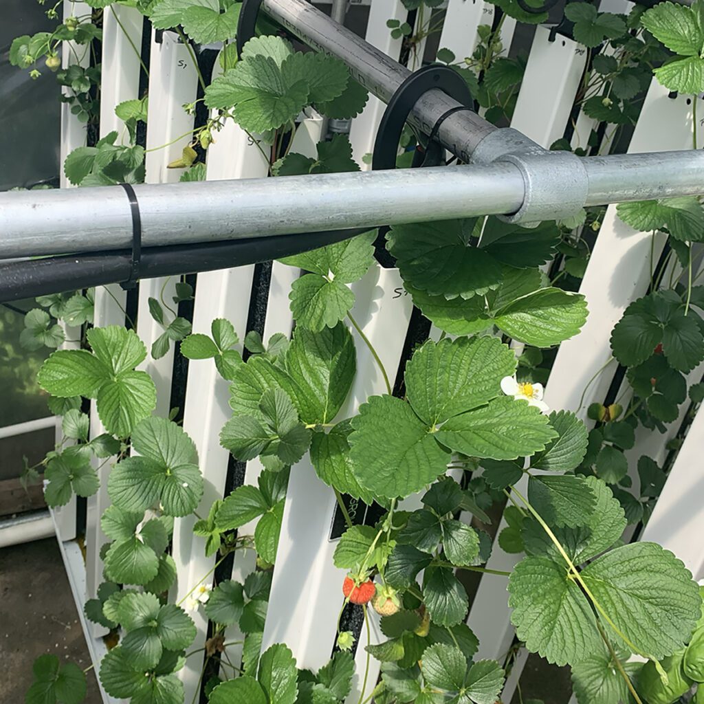 zip grow greenhouse system review