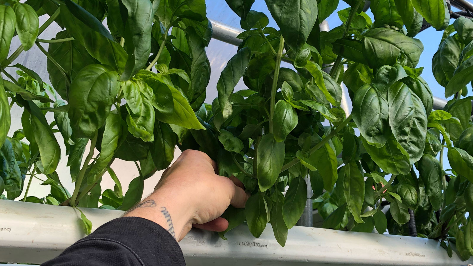 Growing Hydroponic Basil (Genovese, Italian Pesto) GROZINE