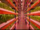 indoor vertical farm