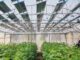 pv greenhouses