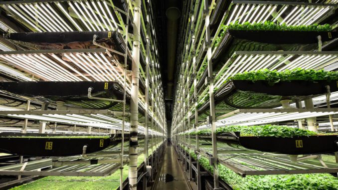 vertical farming energy crisis