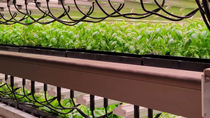 vertical-farming-growing-vision-greens vertical farming growing