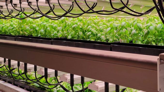 vertical farming growing