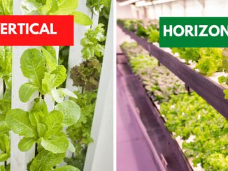 horizontal vs vertical hydroponic farming