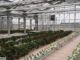 data centre powered greenhouse