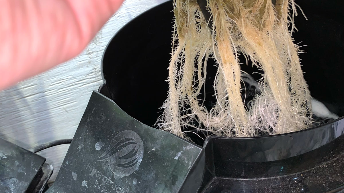 DWC Growing (Part I) GROZINE