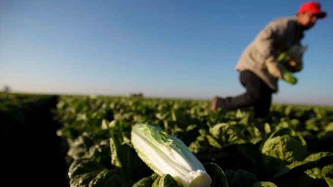 lettuce prices rising