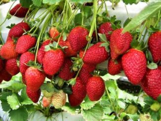 vertical farming strawberries