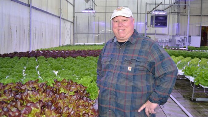 hydroponic farming greens