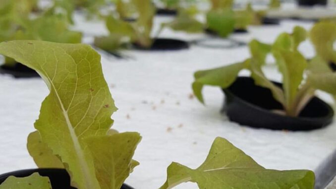 growing hydroponic vegetables webinar