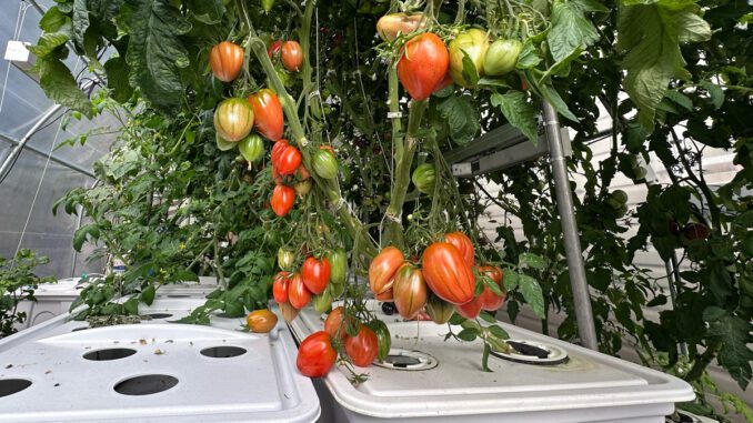 high-pressure-aeroponics-tomatoes high pressure aeroponics tomatoes growing in a smart greenhouse