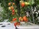 high pressure aeroponics tomatoes growing in a smart greenhouse