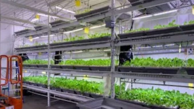 vertical aeroponics farming
