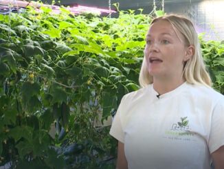 kansas city hydroponics growing