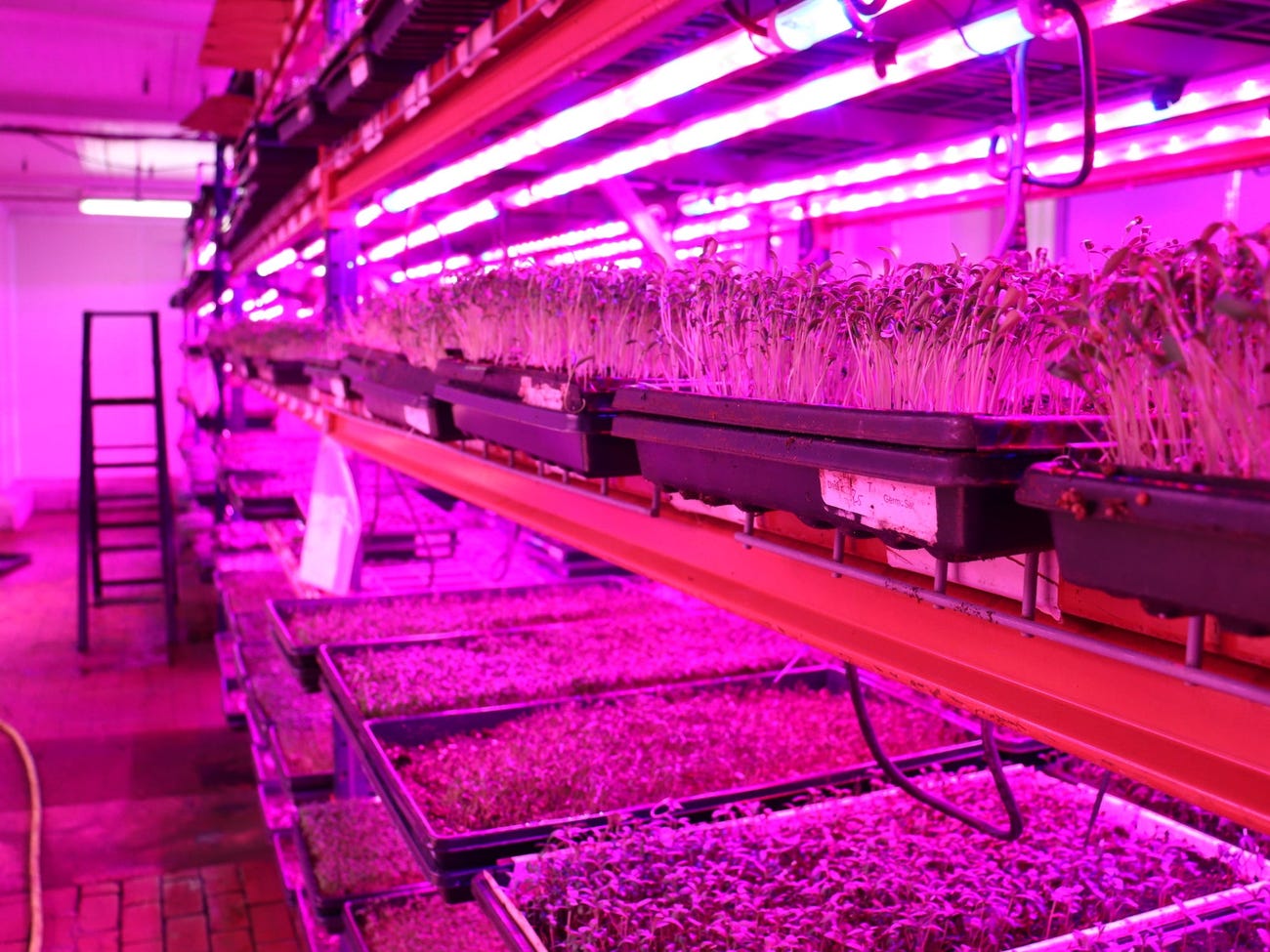 microgreens grow in black trays under growlights on three tiers of racks in a room washed in pink light