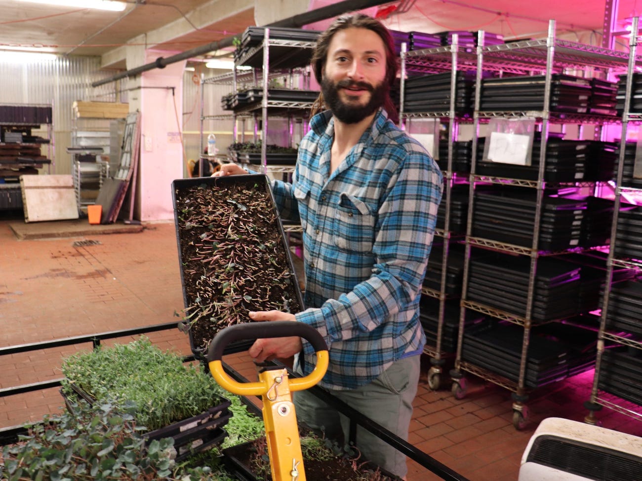 bearded long haired man in blue plaid flannel shirt holds up a black tray full of microgreens in a grow room