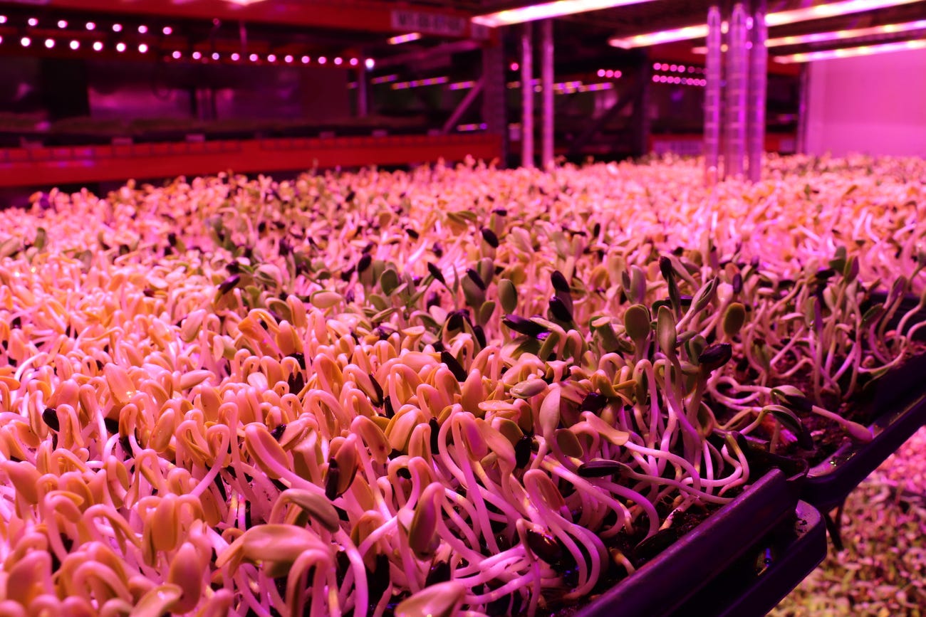 bean sprouts grow in black trays washed in pink light