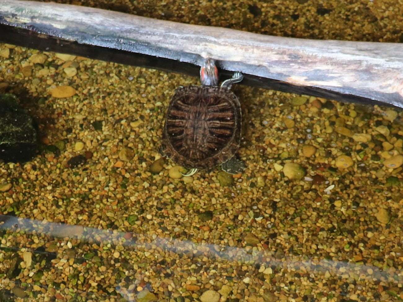 turtle in clear shallow water with pebbles along the bottom