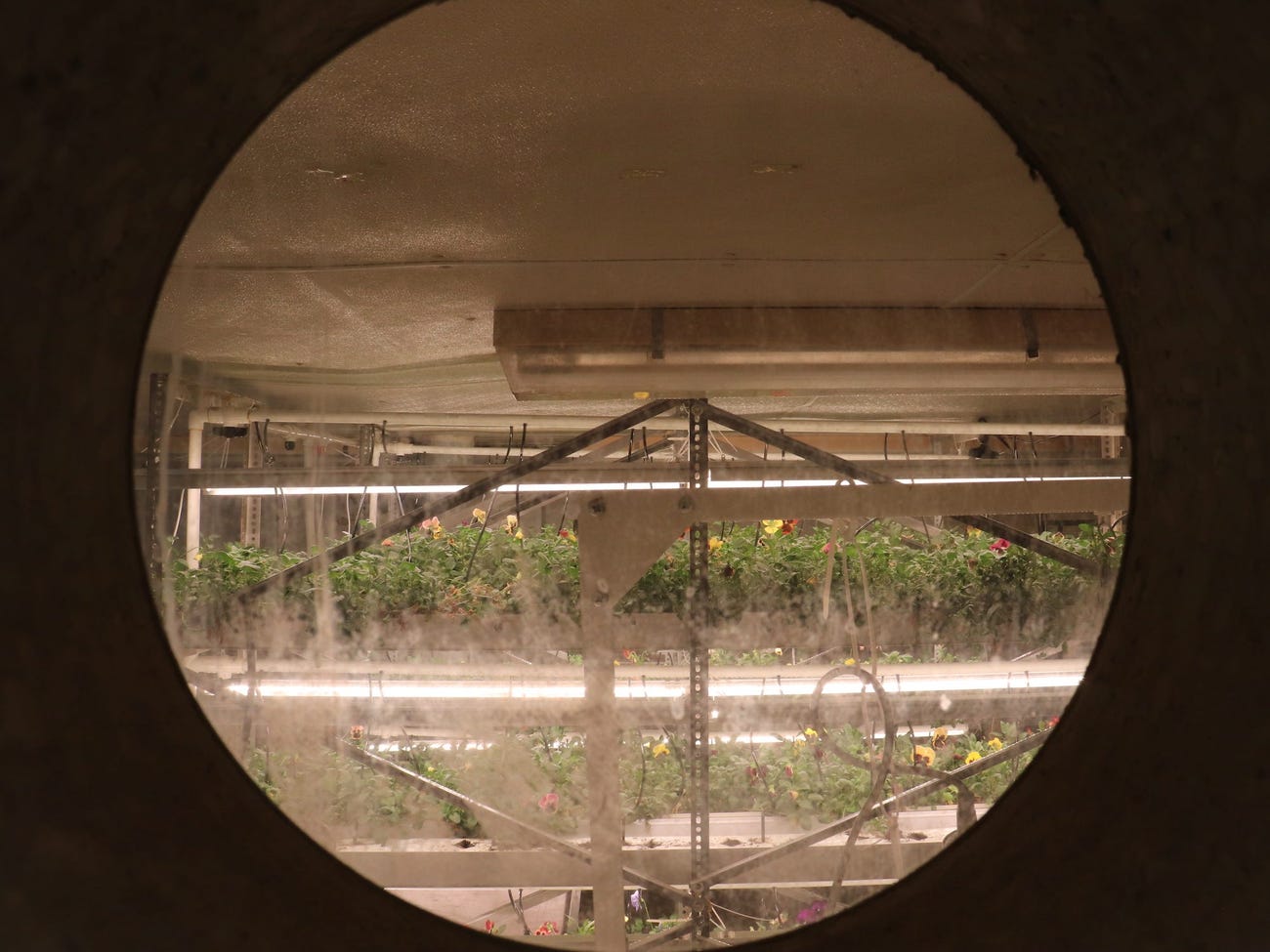 rows of green plants with yellow flowers growing on shelves beneath led grow lights in a basement visible through a circular hole in a concrete wall