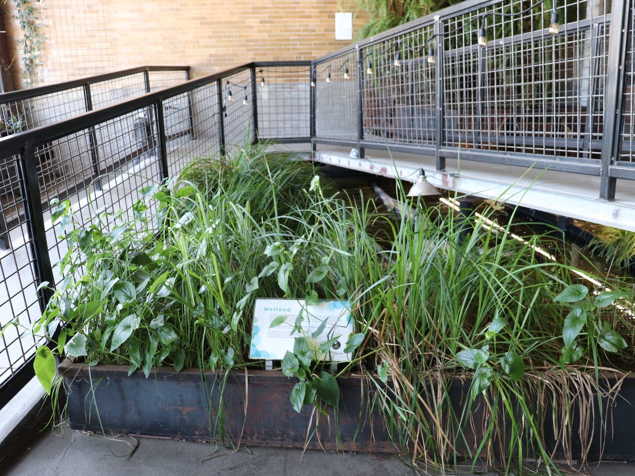 green grasses and leaves sprout from a small pond beneath a concrete and metal ramp indoors around a sign reading "wetland"