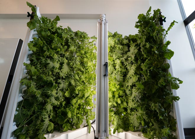 A Flex Farm, an indoor hydroponic far made by Fork Farms, growing a variety of plants is pictured at TitletownTech on Aug. 28, 2023, in Ashwaubenon, Wis.