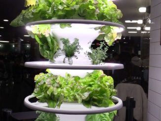 sustainable dining hydroponics