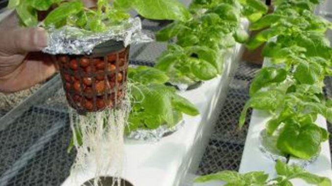 schools receive hydroponics systems