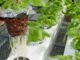 schools receive hydroponics systems