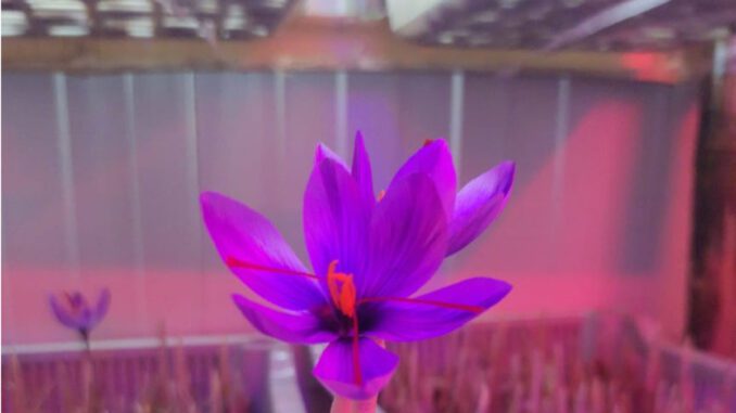 aeroponics saffron farming