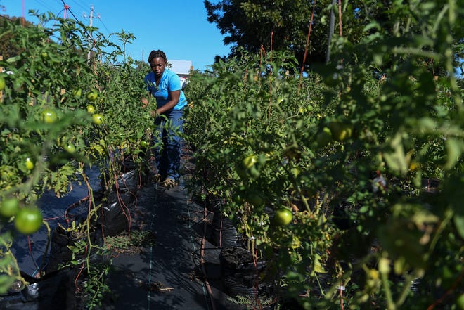 Lashawndra Robinson with Black Farm Street takes care of tomato plants at their farm off Olive Road on Thursday, Oct. 26, 2023.