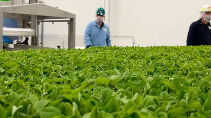 large-scale indoor farming