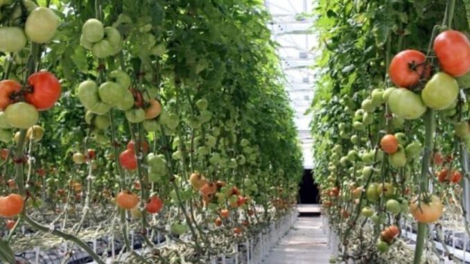 organic hydroponics meets resistance