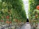 organic hydroponics meets resistance